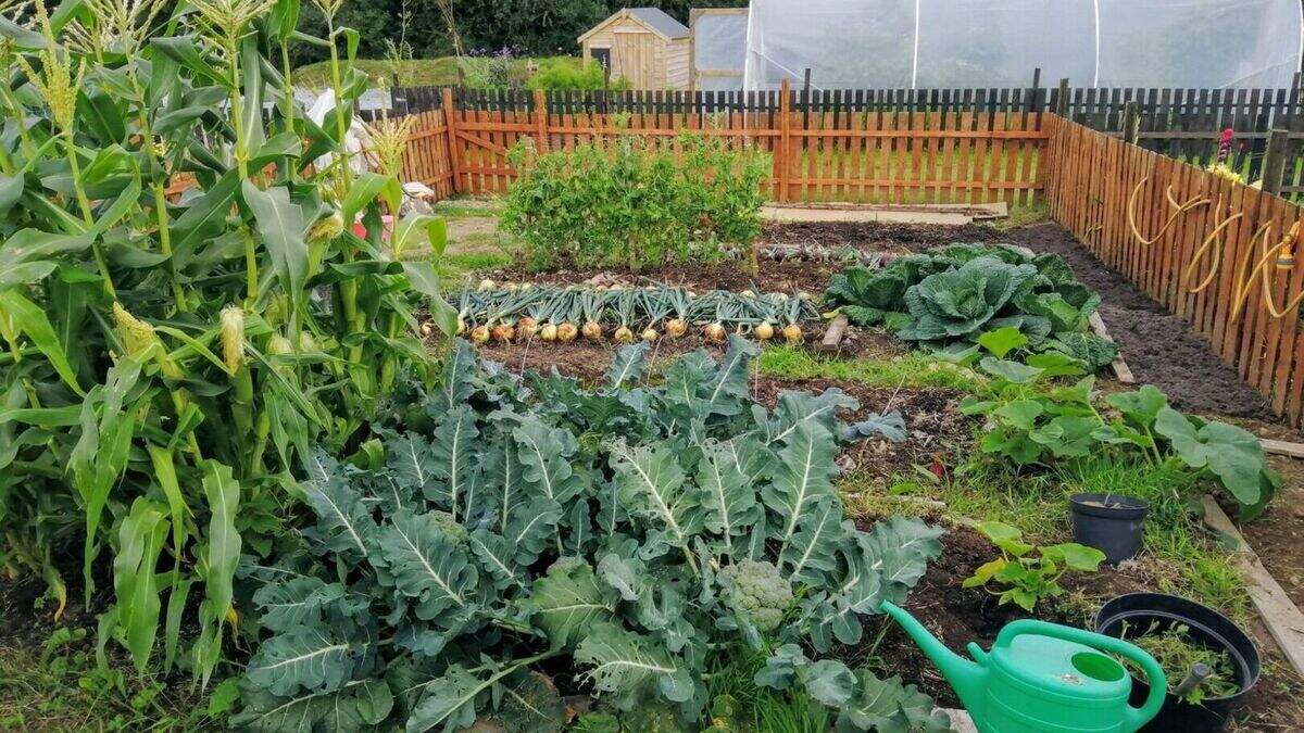 Cork Council Considers Allotments for Residents