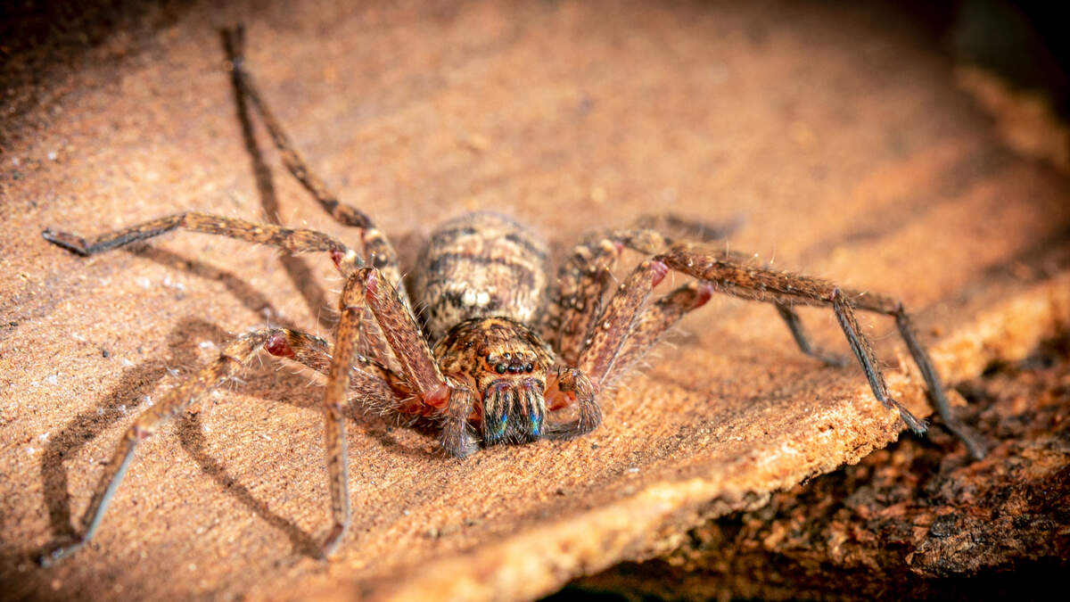 Australian Jungle Huntsman Spider Is Fastest Spider