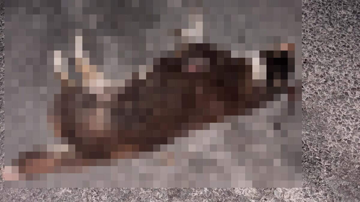 Dog Struck and Killed by Car in Kerry