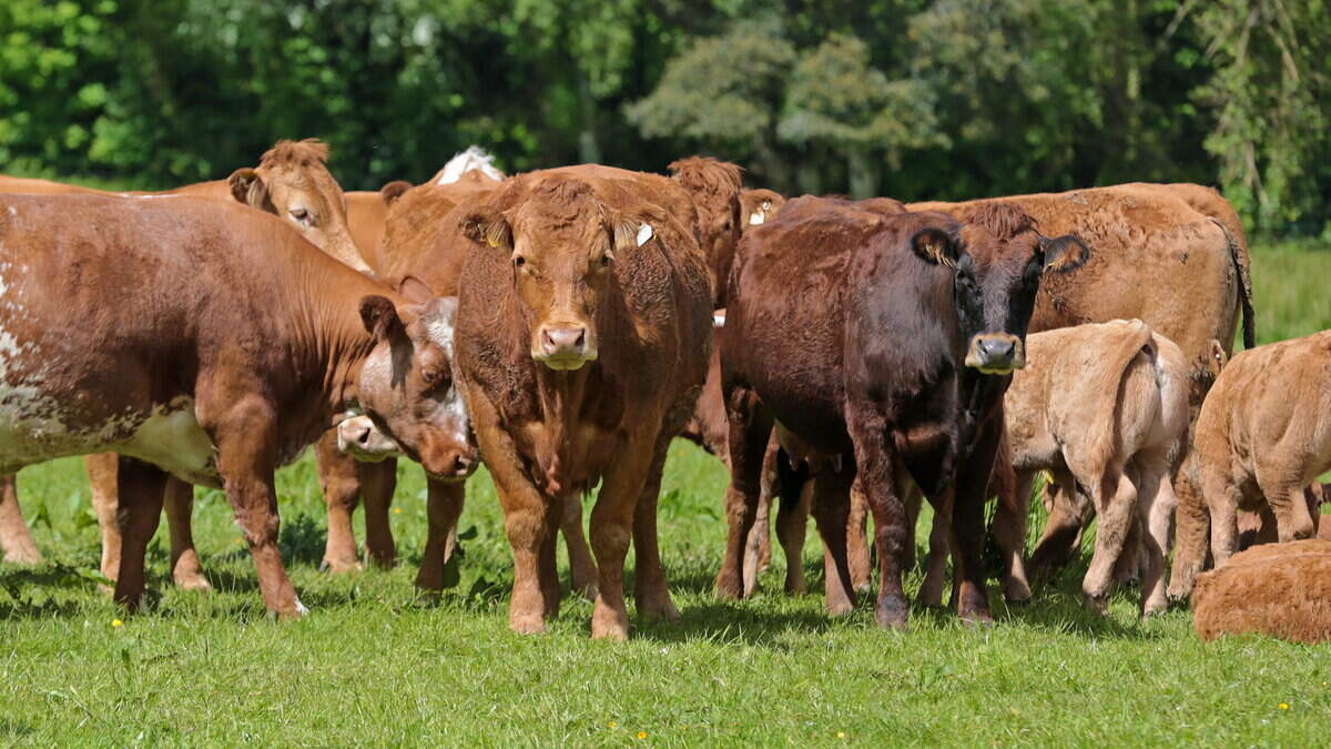 Teagasc Reports on Suckler Profitability Increase