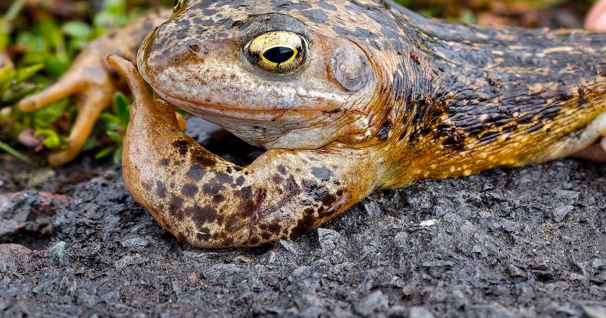Designers Promote Frog Gardens at RHS Show