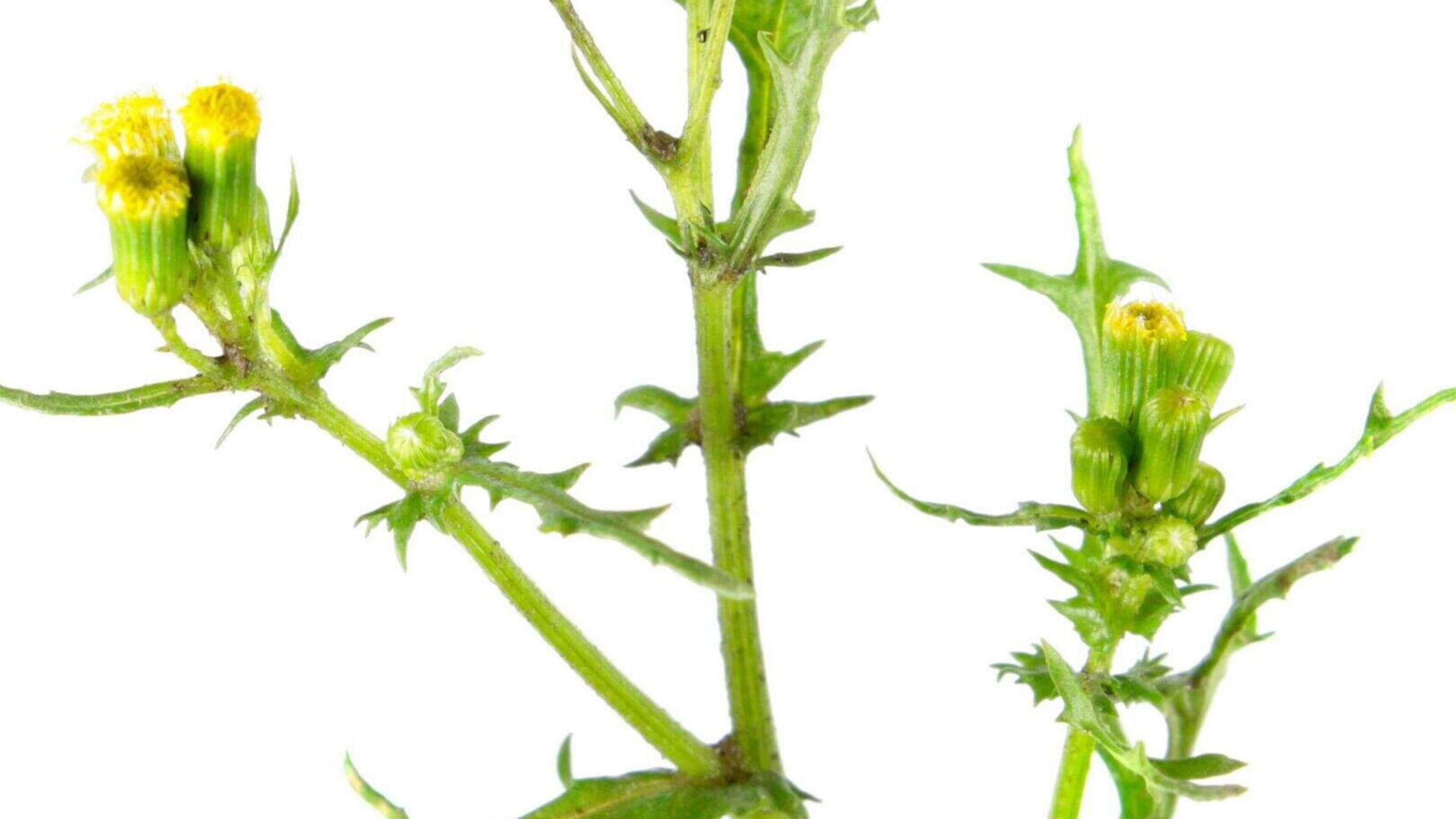 Gardening Challenges Amid Climate Change