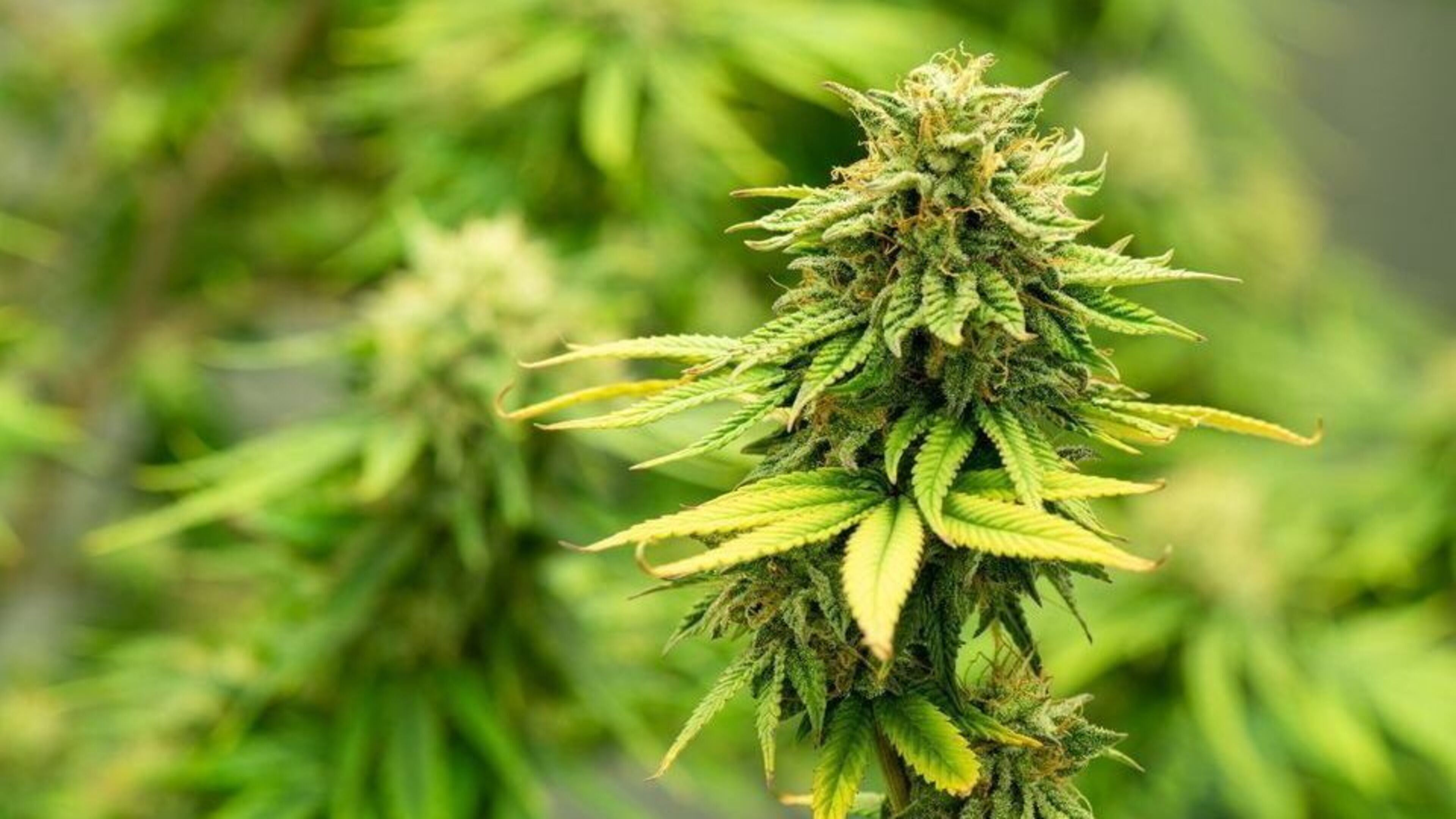 €1.6 Million Cannabis Seized in Cork