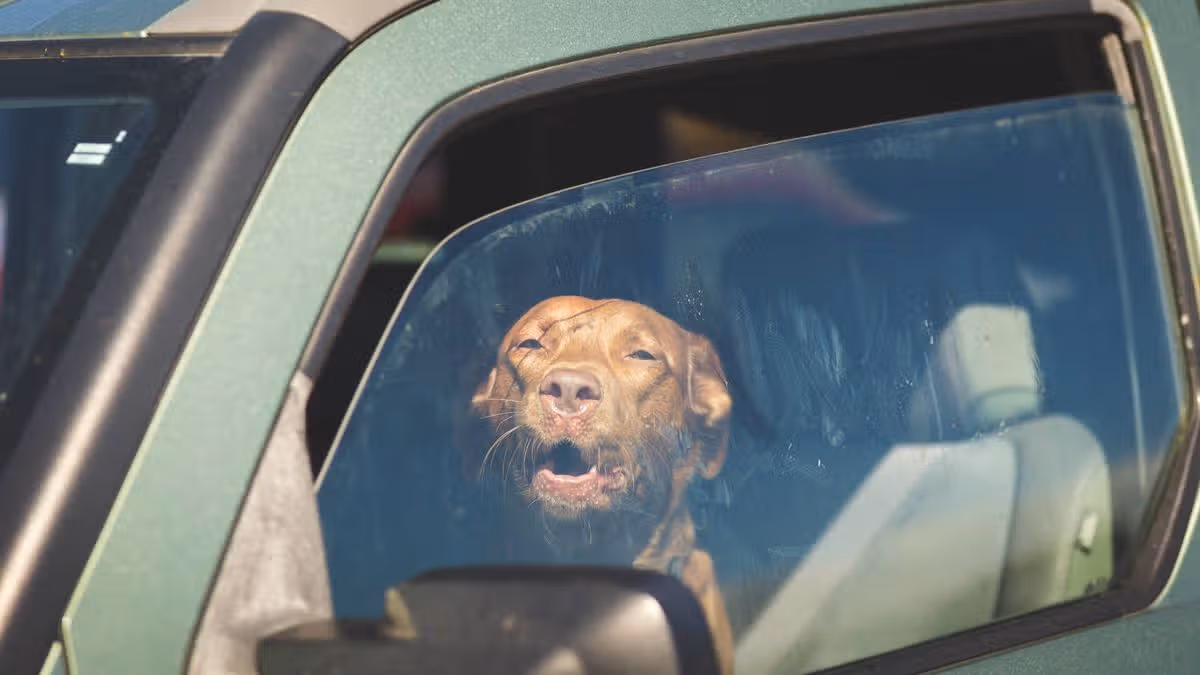 Dogs Trust Warns Owners About Hot Weather Risks