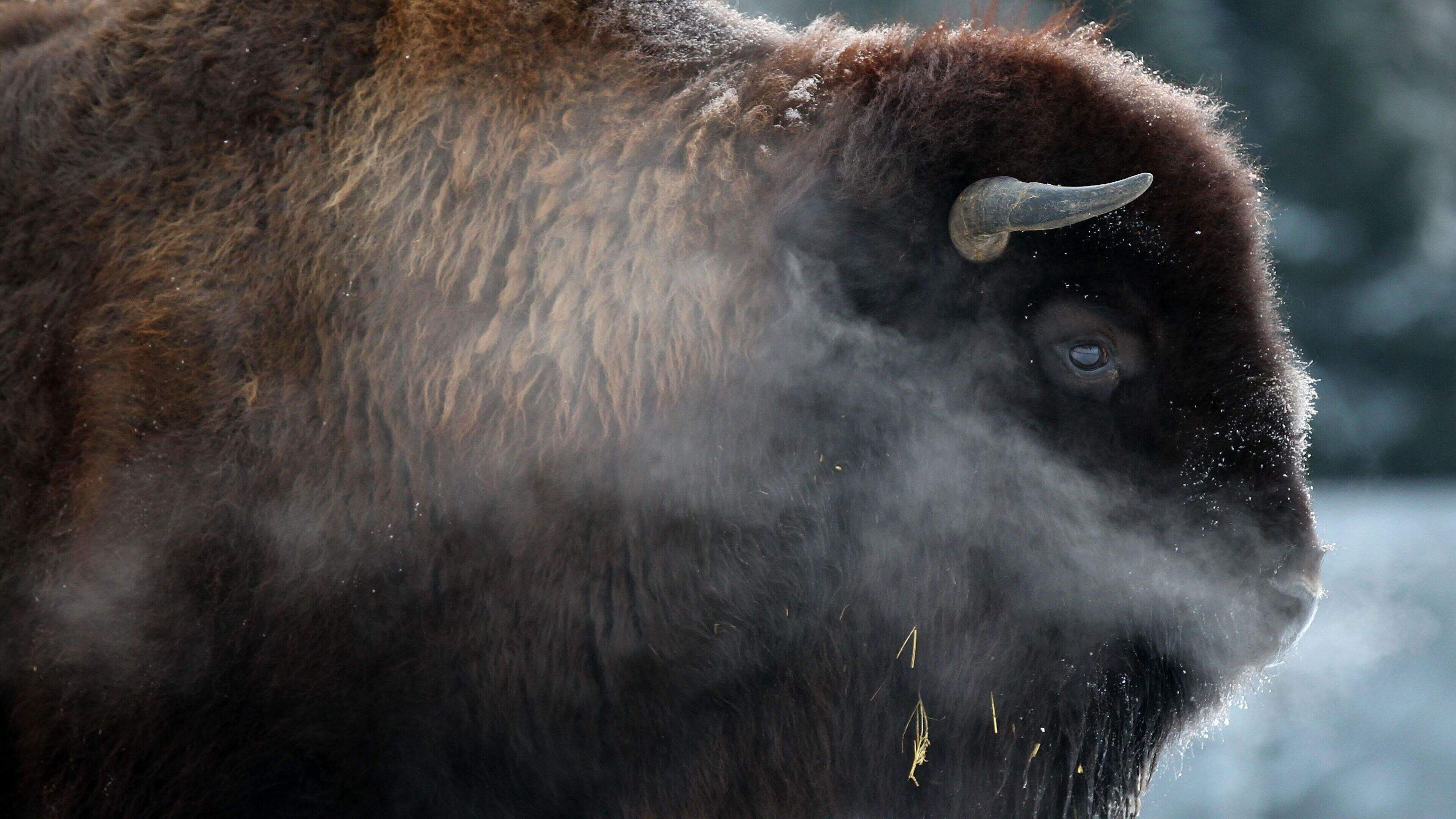 Tourist Injured by Bison at Yellowstone Park