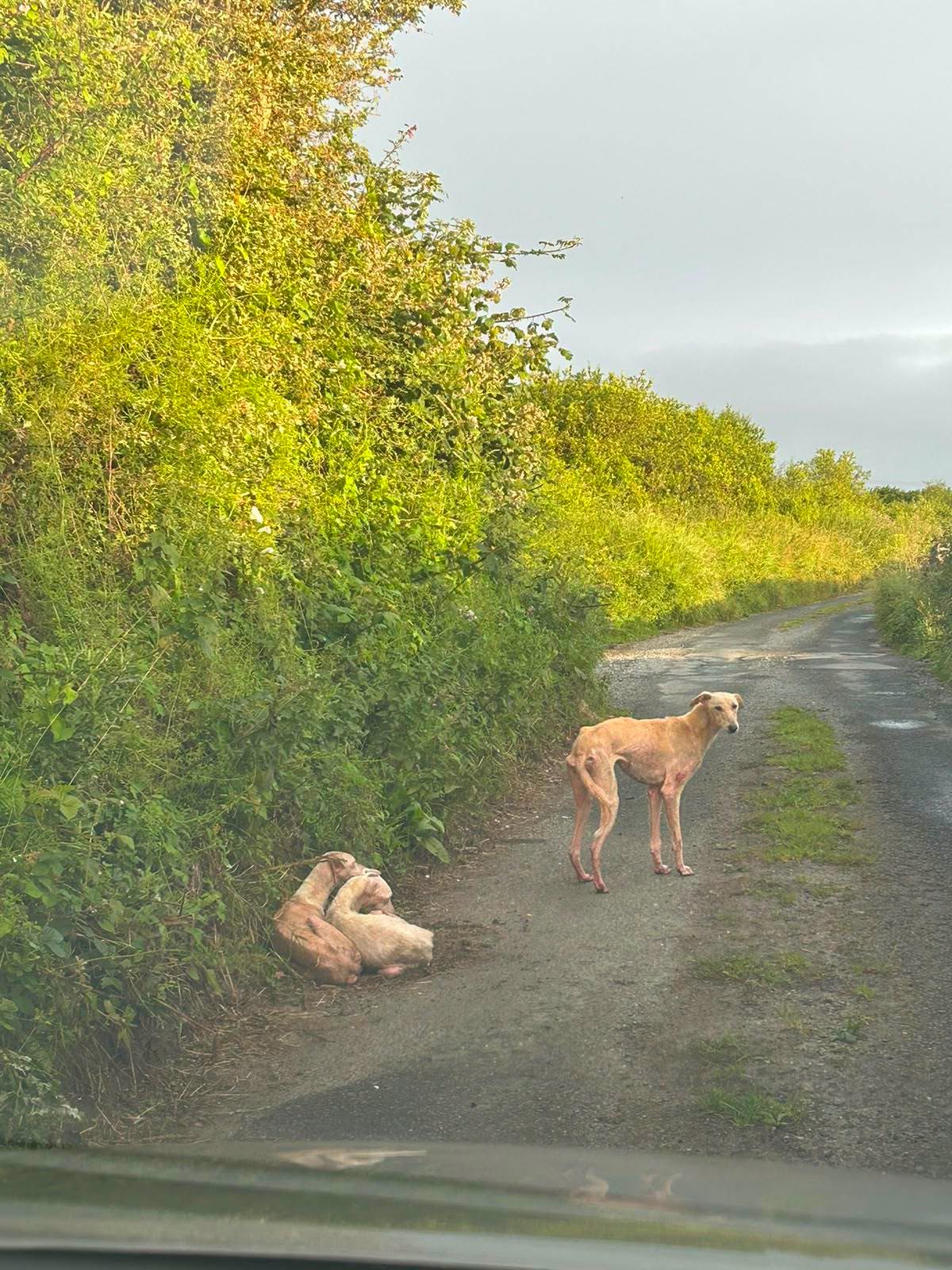 Three Abandoned Dogs Rescued Near Galway City