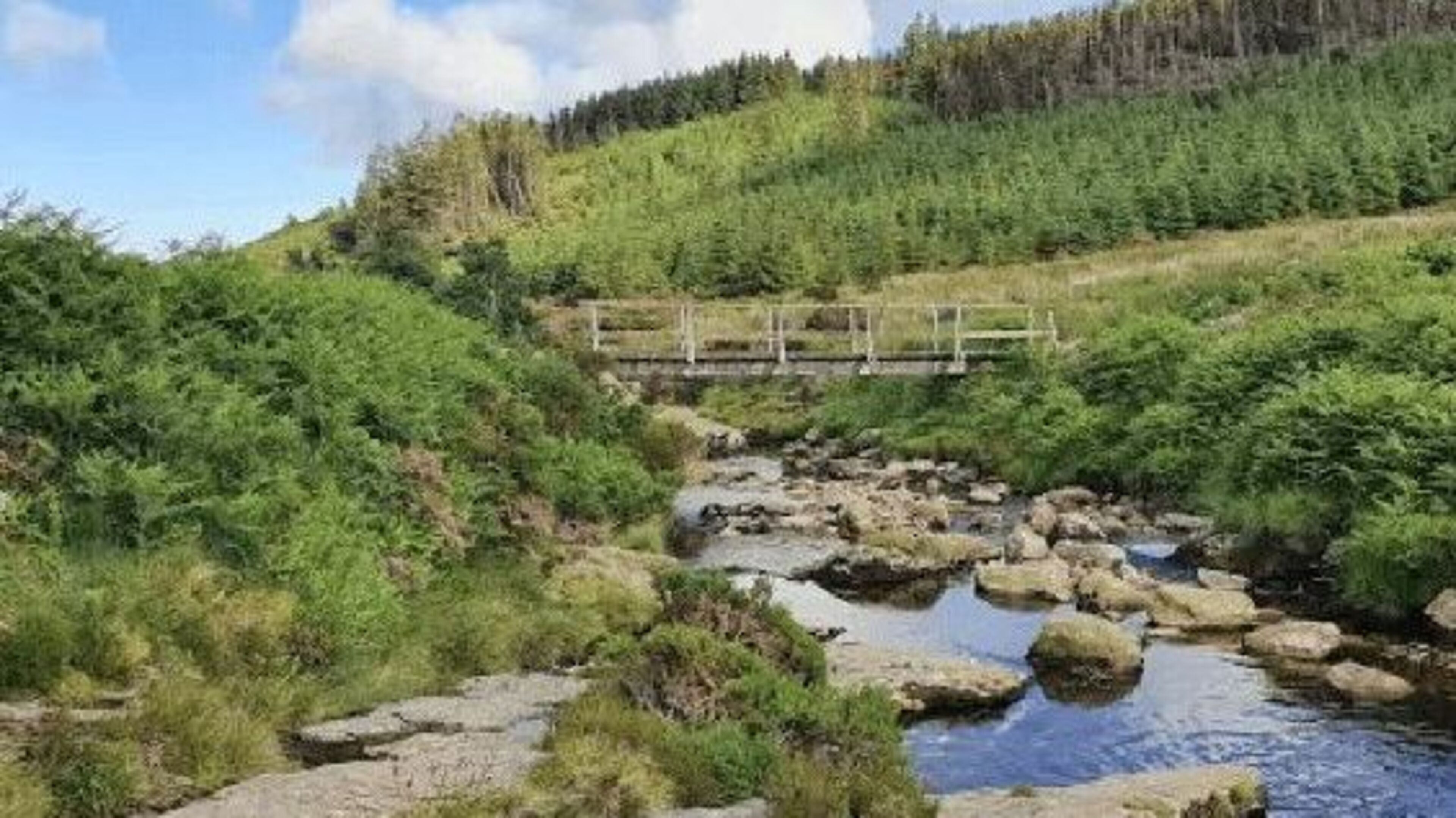 Wicklow Mountains Habitat Restoration Efforts Initiated