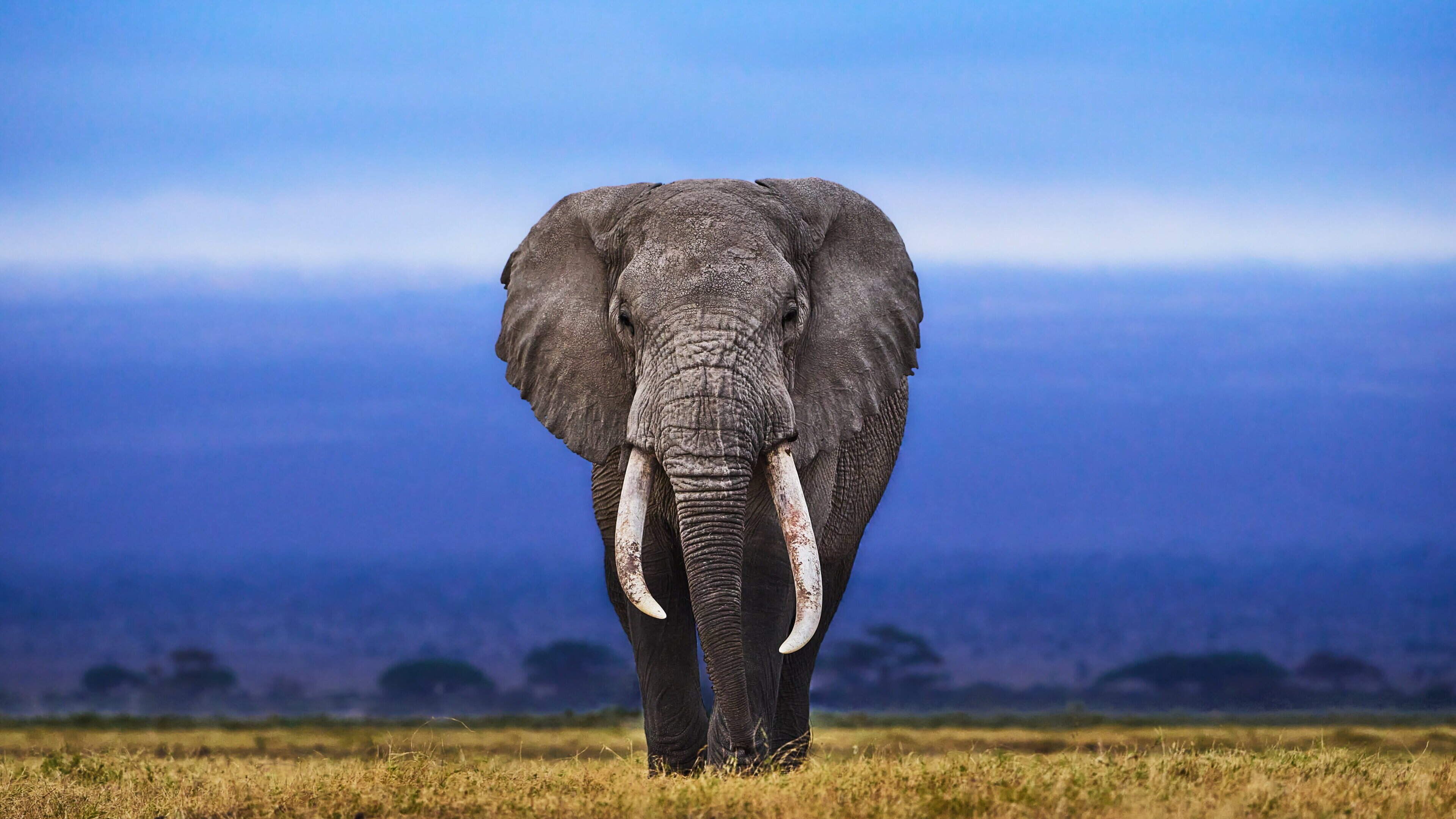 Wild Elephant Kills Four Family Members in Nepal