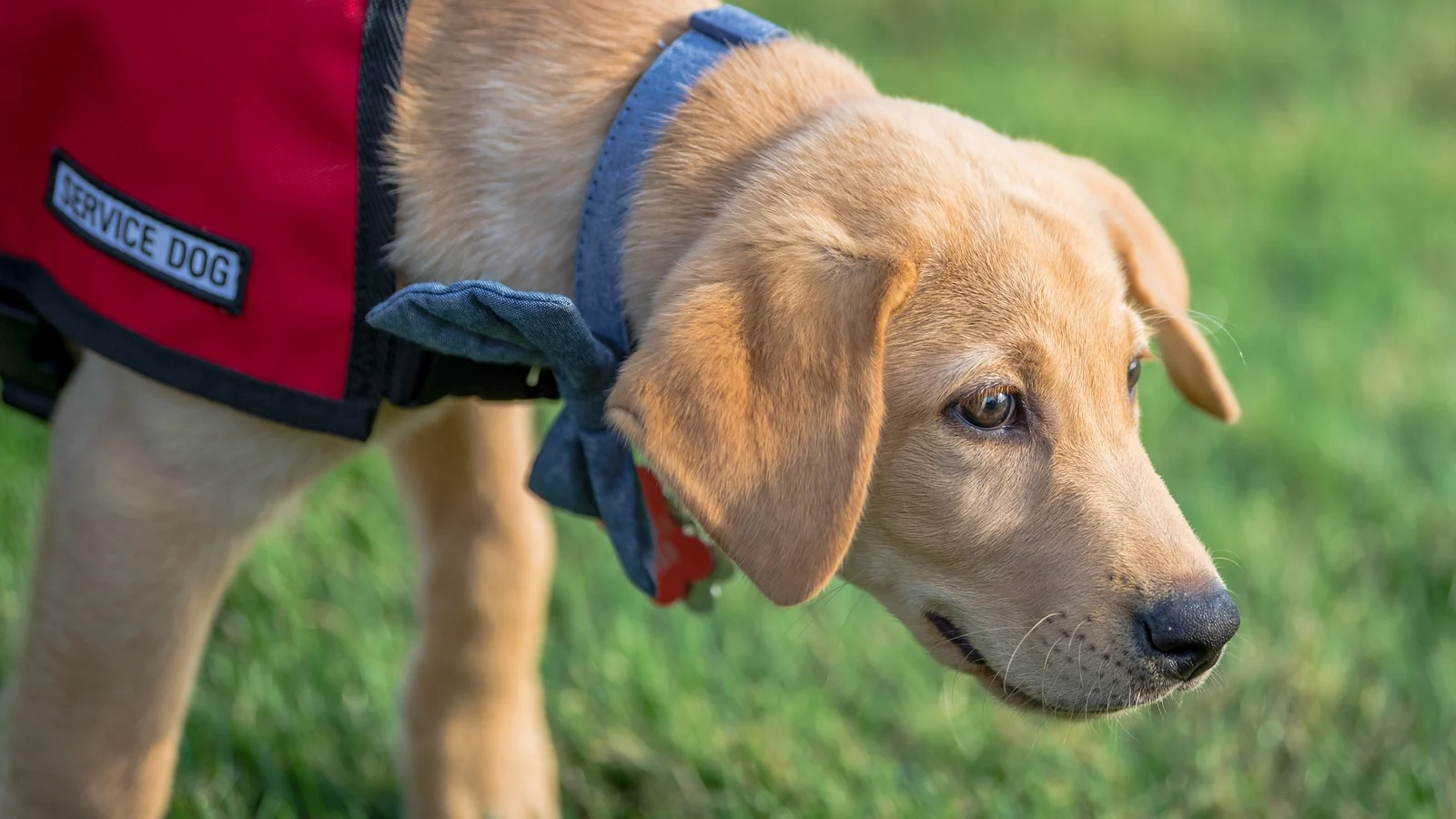 Minister Discusses Impact of Assistance Dog