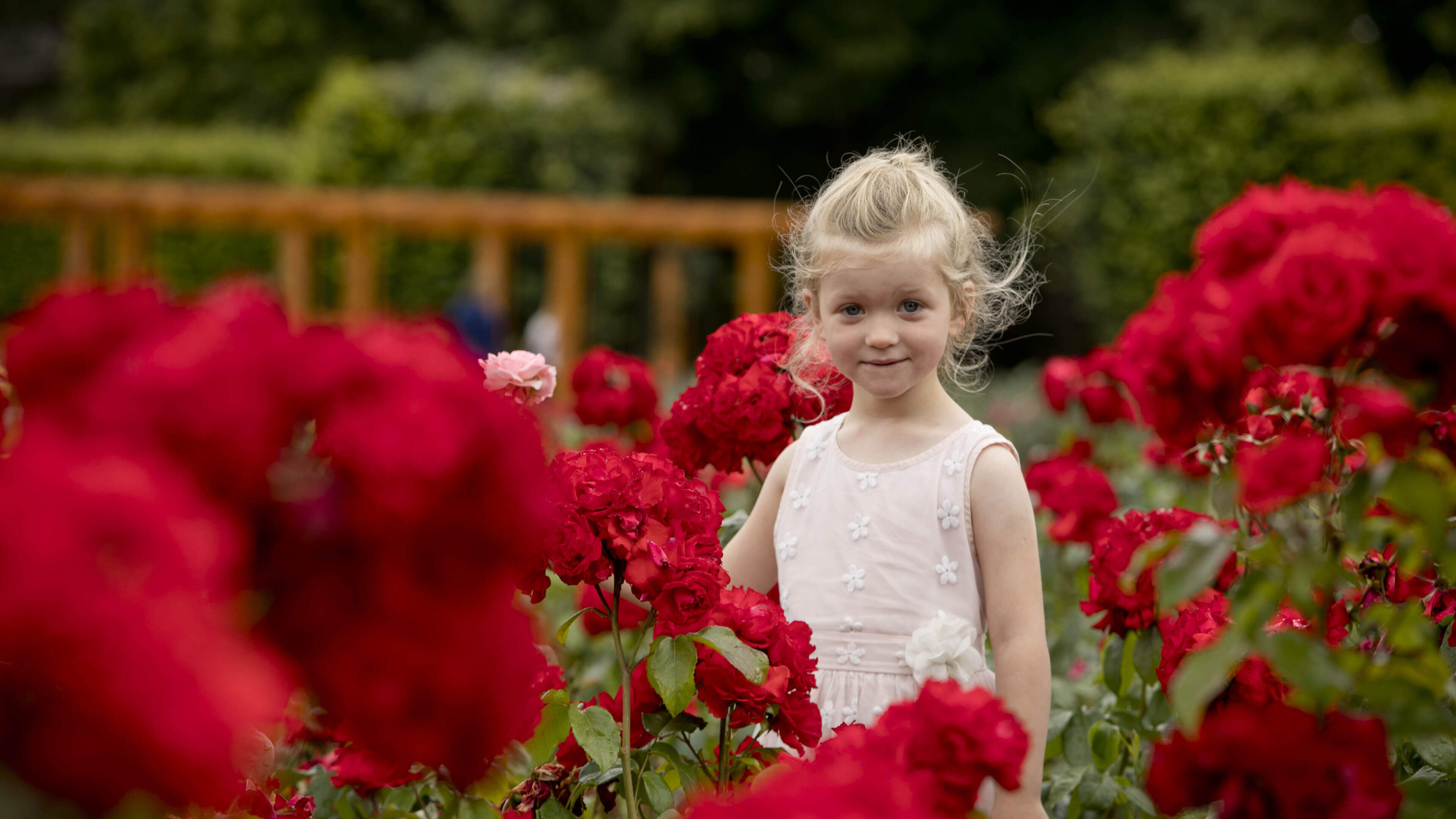 Rose Festival Returns to St Anne’s Park in 2026