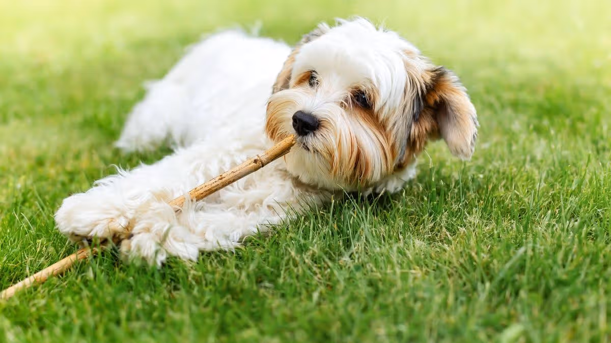 Teenager's Puppy Name Sparks Family Dispute