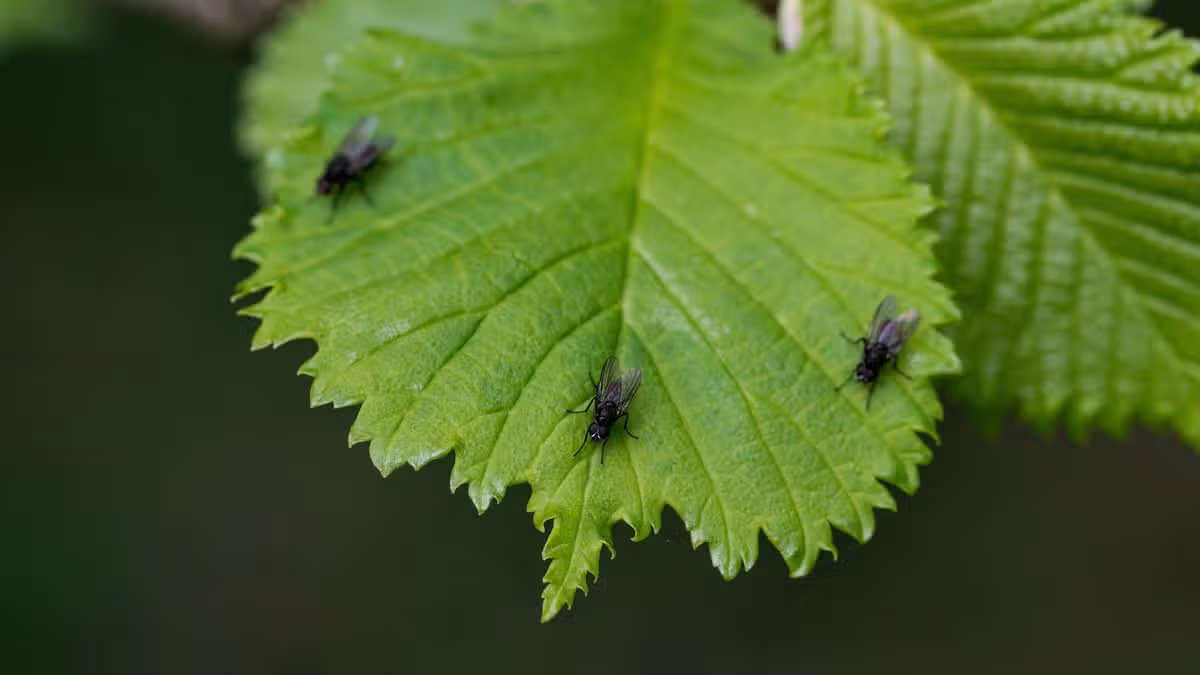 Natural Fly Repellents Using Coffee Grounds