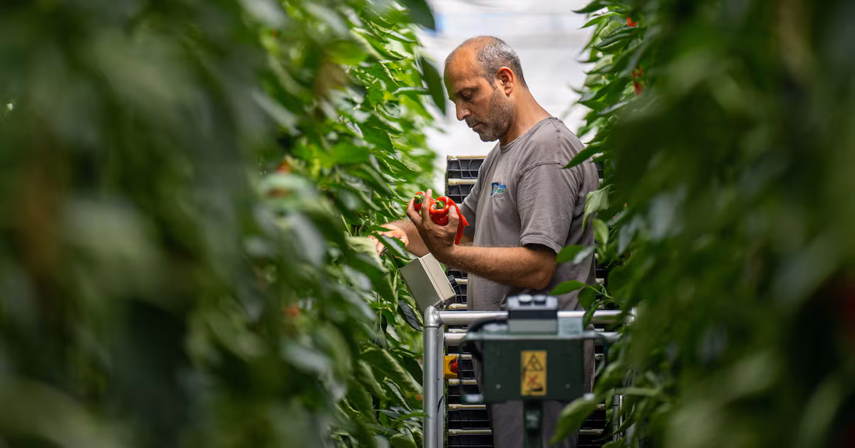 Sainsbury’s Boosts British Salad Production Amid Drought