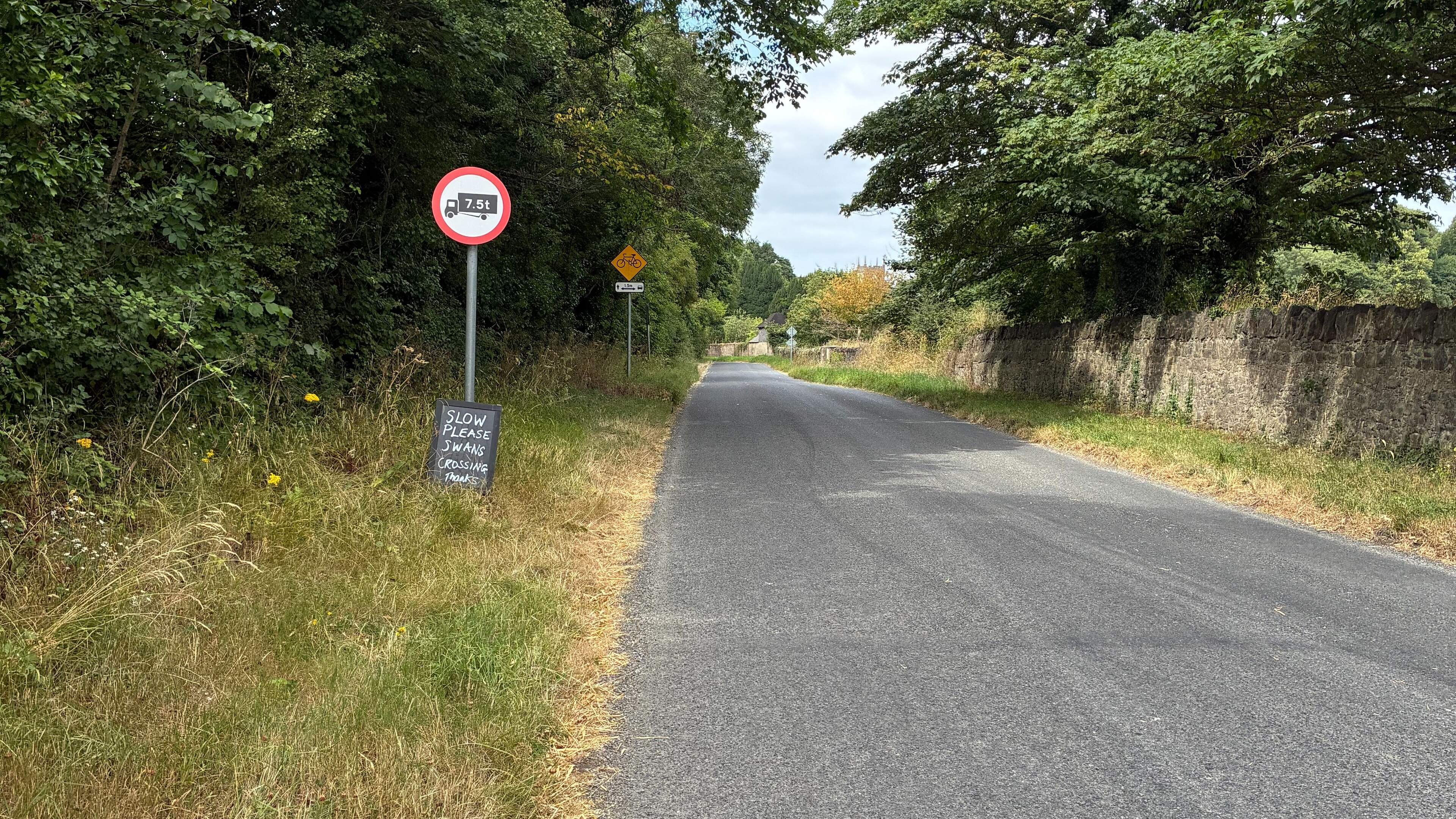 Motorists Warned About Swans on Baltray Road