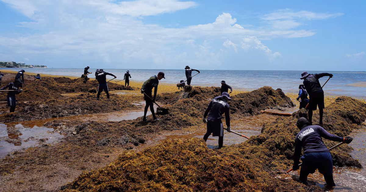 Seaweed Covers Caribbean and Gulf Coastlines