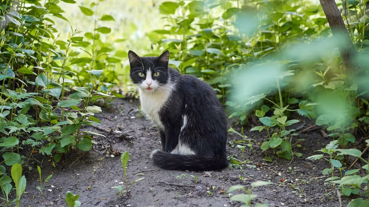 Stop Cats From Pooing In Your Garden