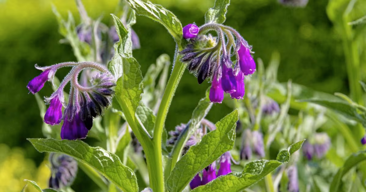 Russian Comfrey Gains Popularity Among Gardeners
