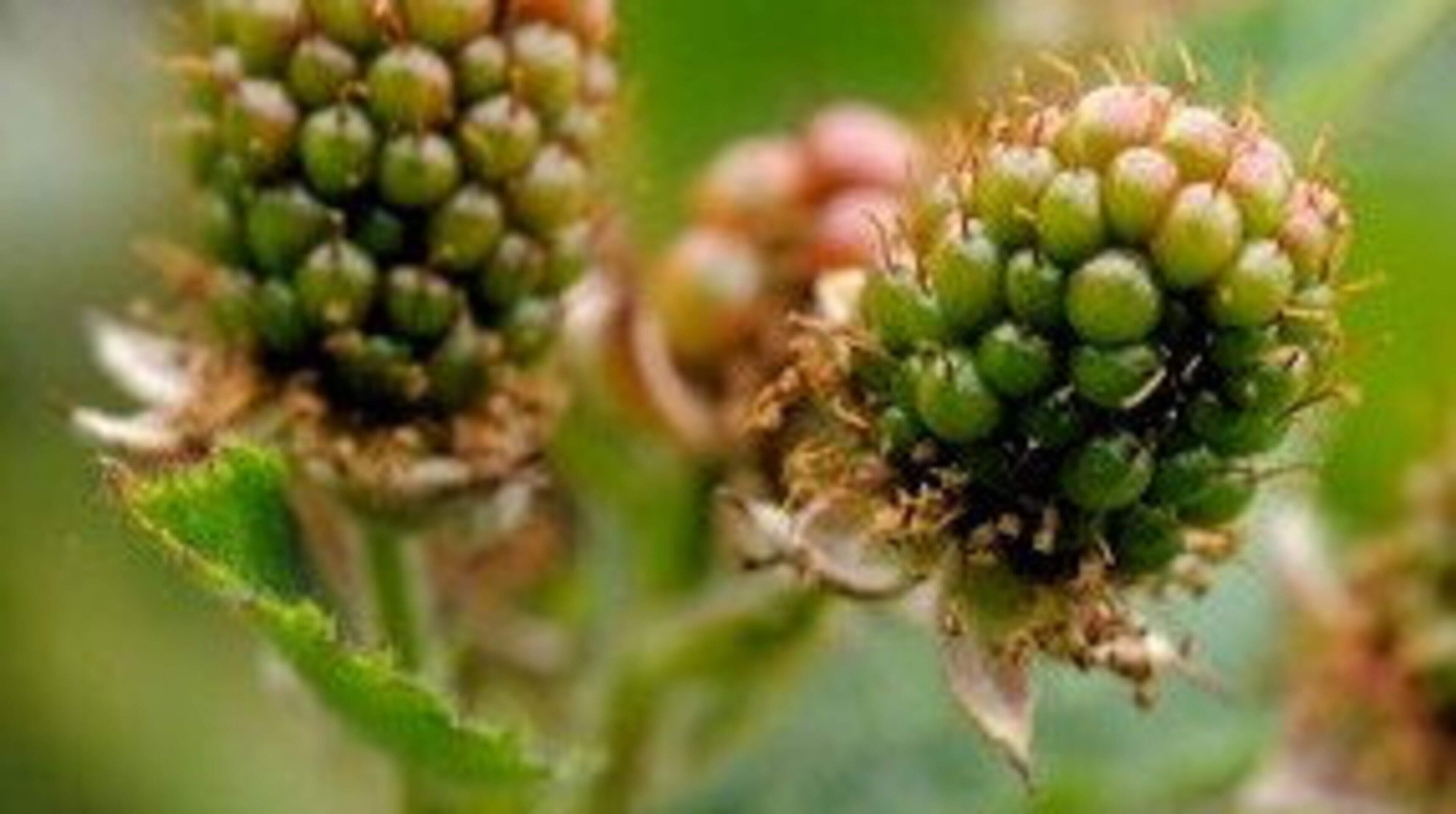Bramble Characteristics and Local Issues in Ireland