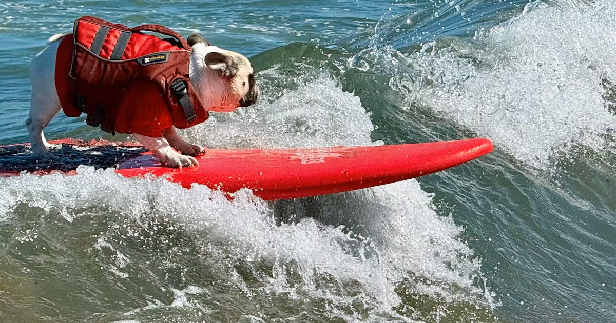Dogs Compete in World Surfing Championships