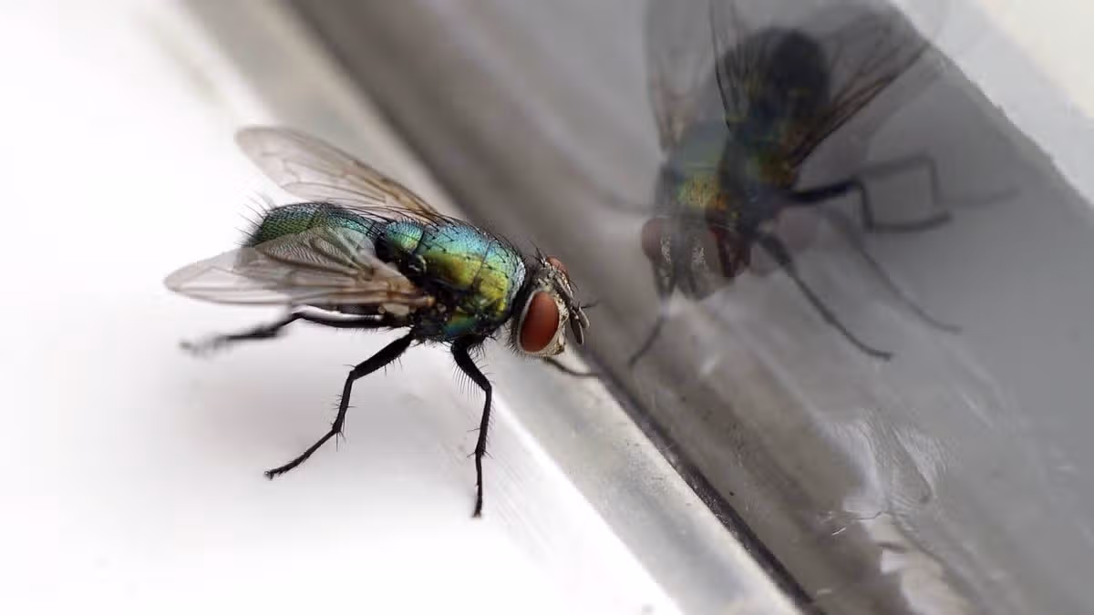 Deter flies with one kitchen item