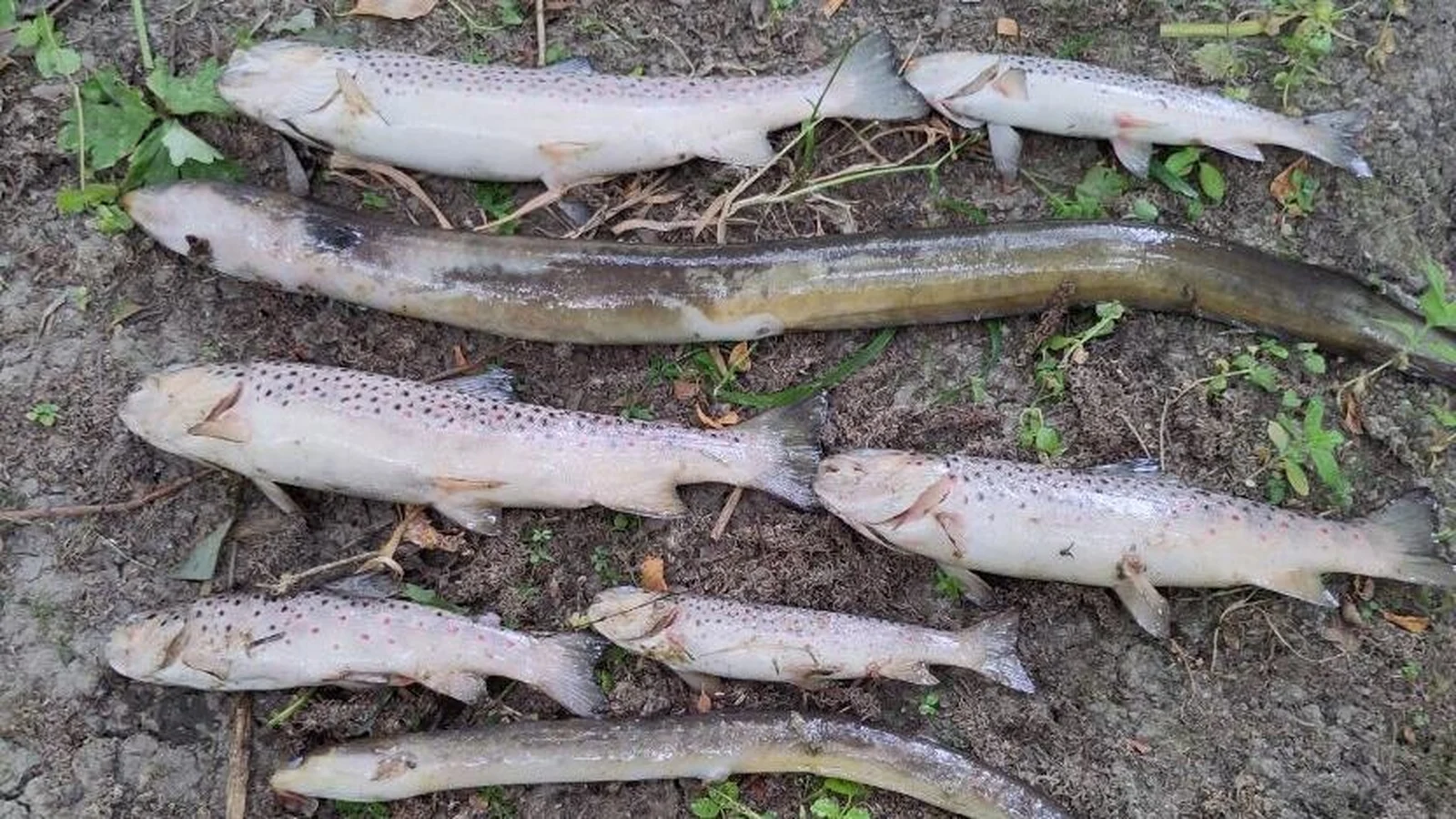 Hundreds of dead fish found in Dublin's river