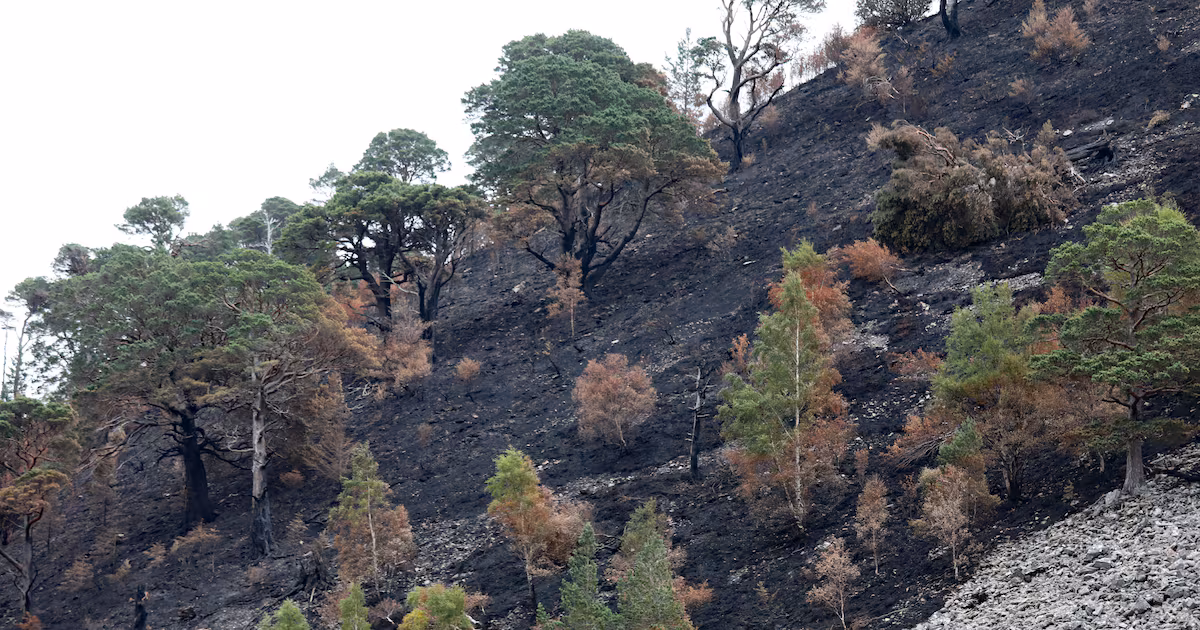 Plans for Wildfire Cordons Re-opening Finalised