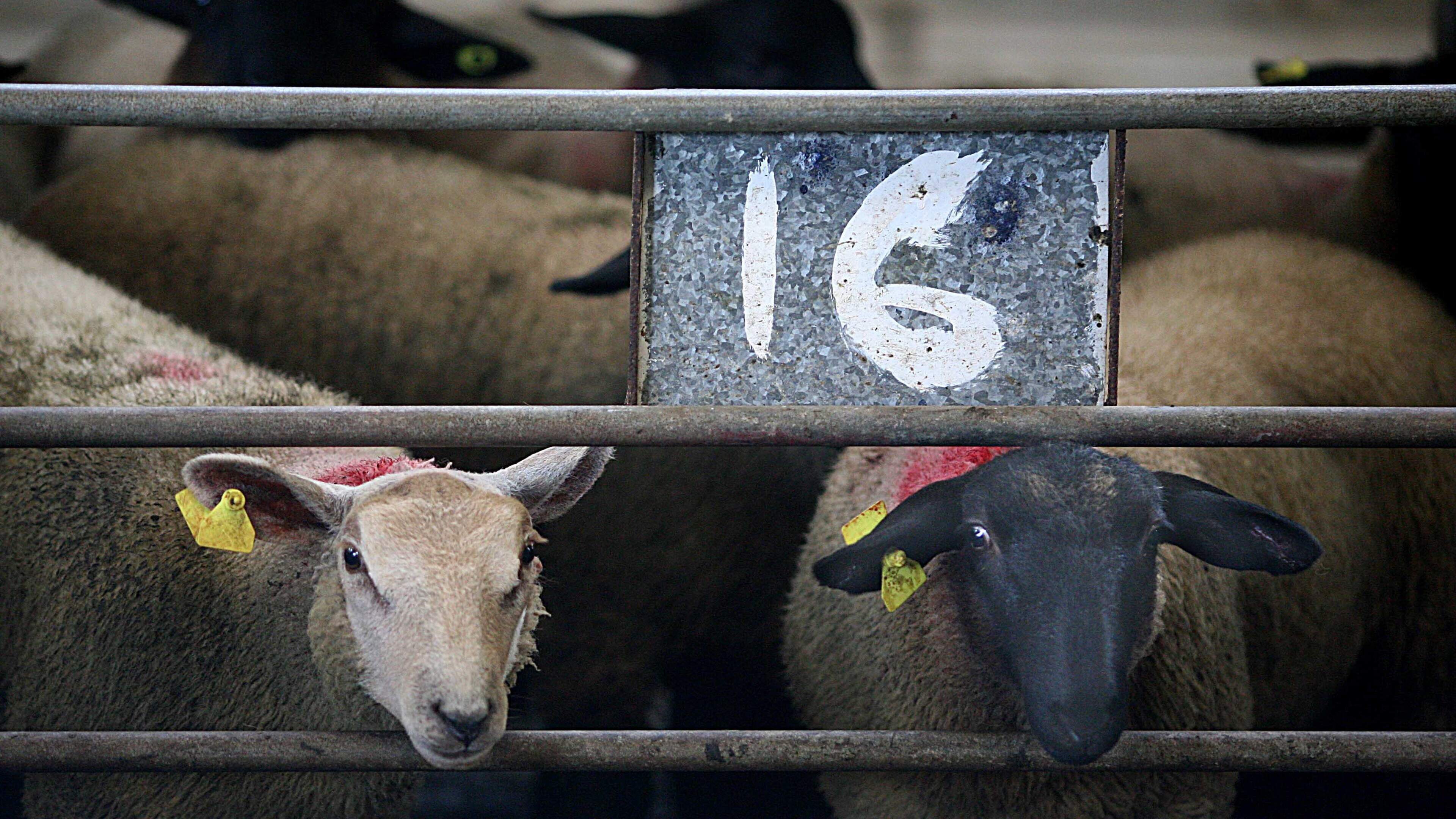 Sheep Trade Under Pressure Amid Rising Factory Numbers