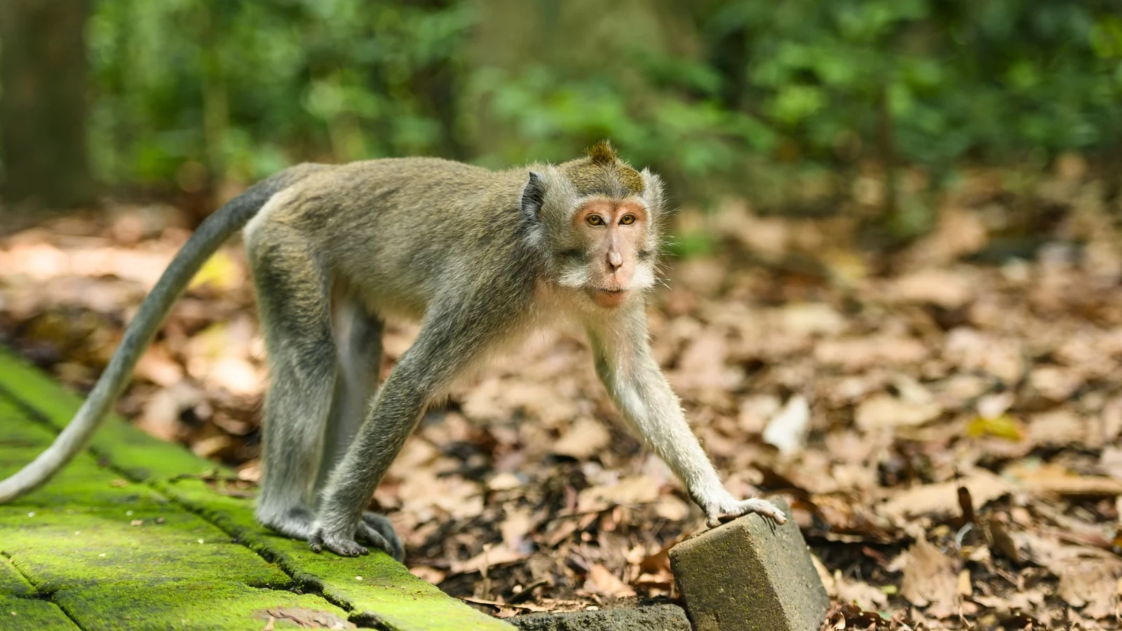 Monkey Captured After Attacking 18 People