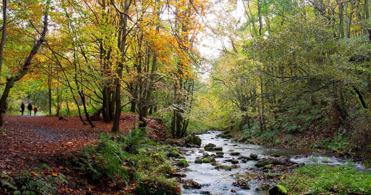 Girl, 11, found dead in woodland river