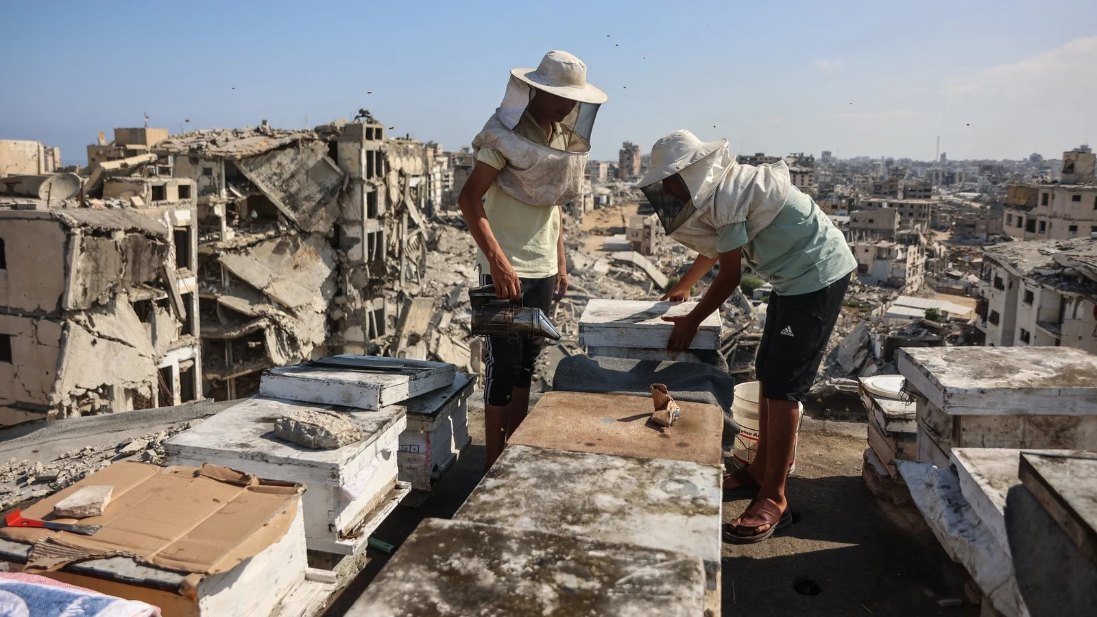 Gaza Beekeeper Resumes Work Amid War Ruins