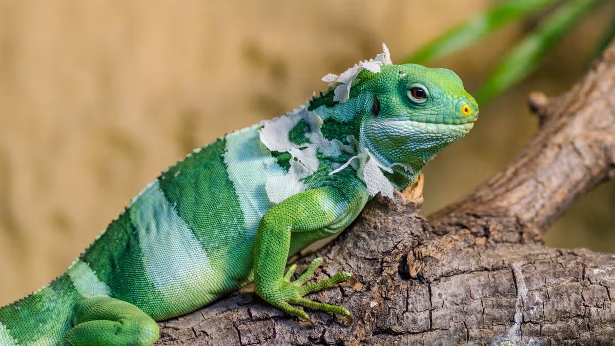 Kids Go Free to National Reptile Zoo