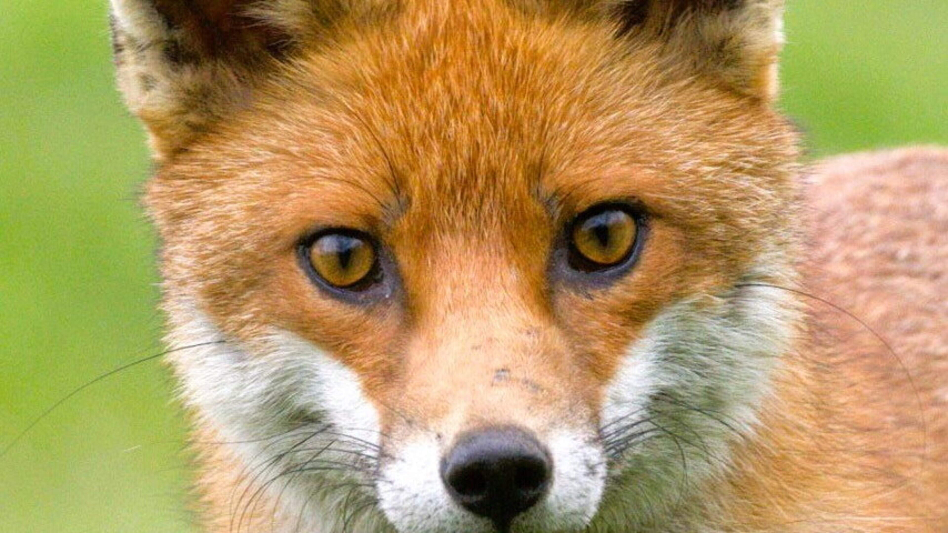 Red Fox: Ireland's Only Wild Dog