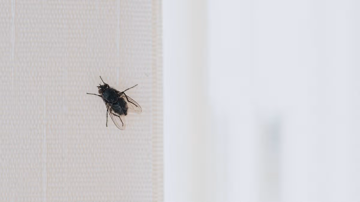 Simple Trick to Eliminate Houseflies