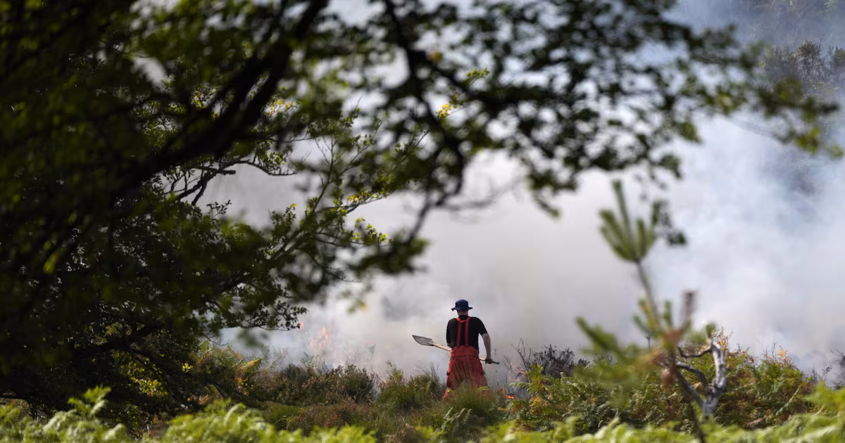 Firefighters Battle New Forest Blaze Overnight