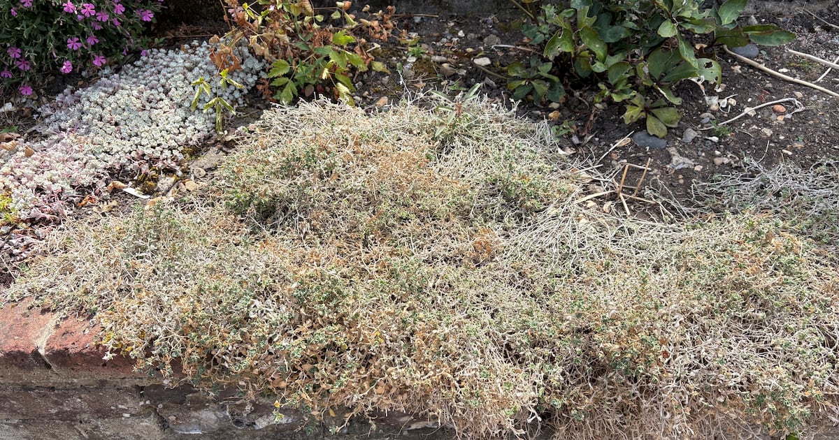 Plants' Survival Rates in Extreme Heat
