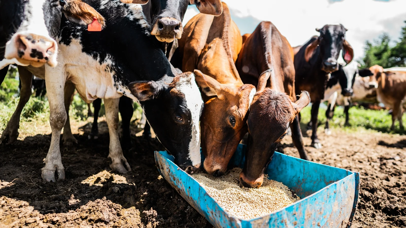 Call for Food Security Committee Meeting