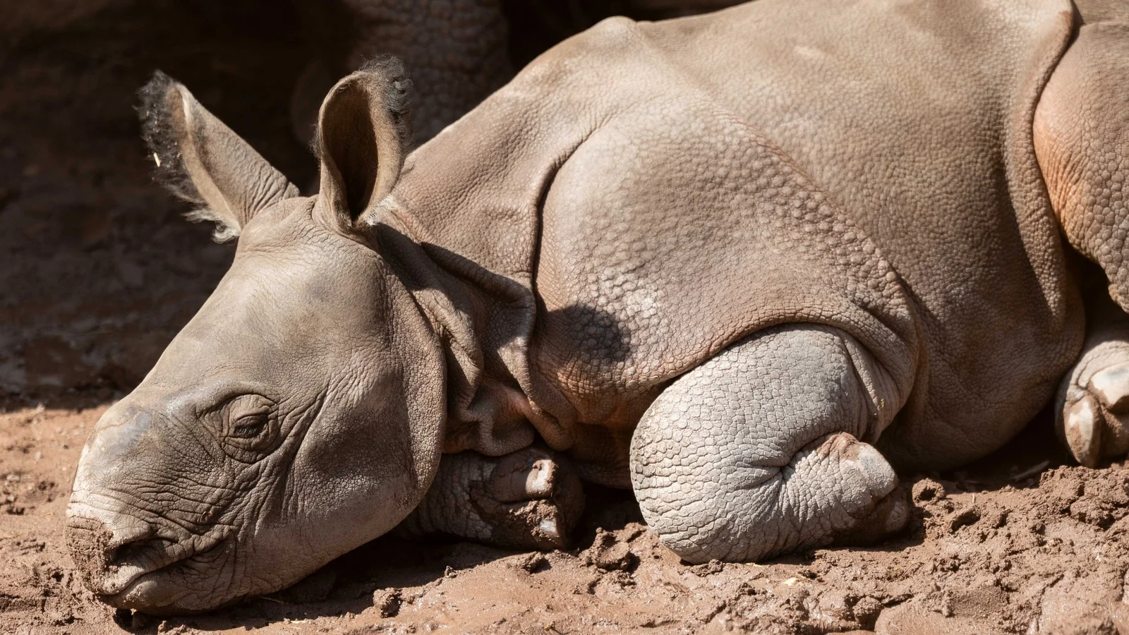 Fota Wildlife Park Announces Indian Rhino Calf Birth