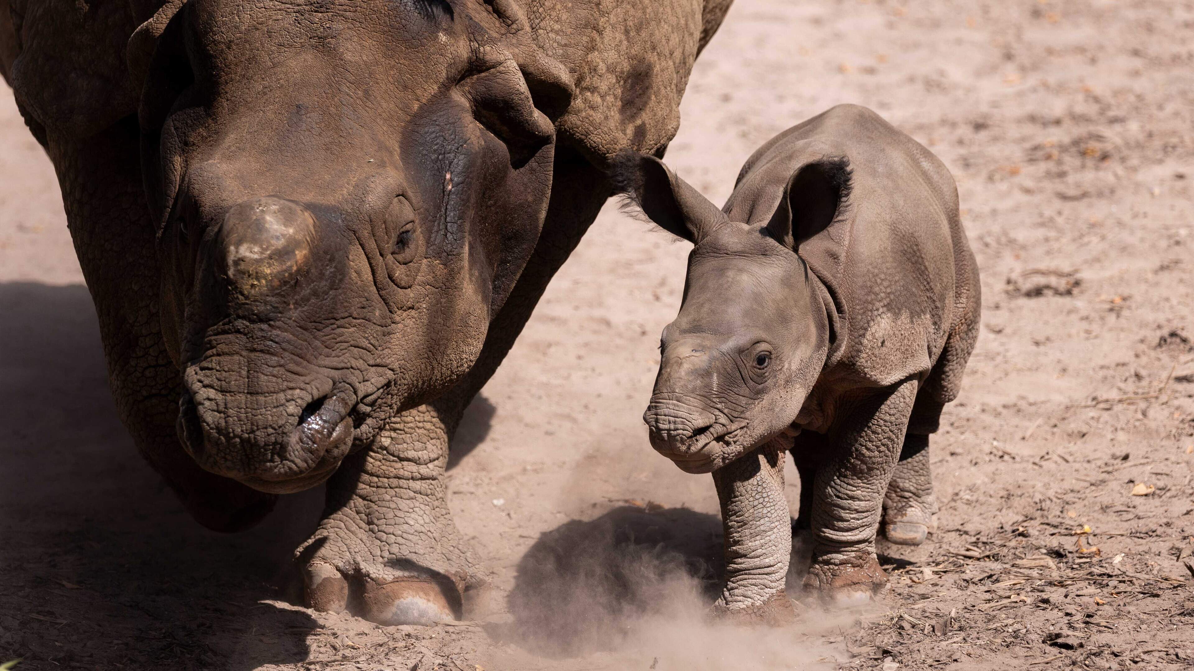 Second Rhino Born in Ireland at Fota Wildlife Park