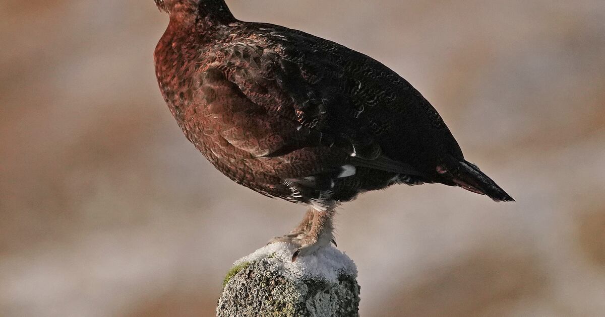 Study Investigates Decline of Red Grouse Populations