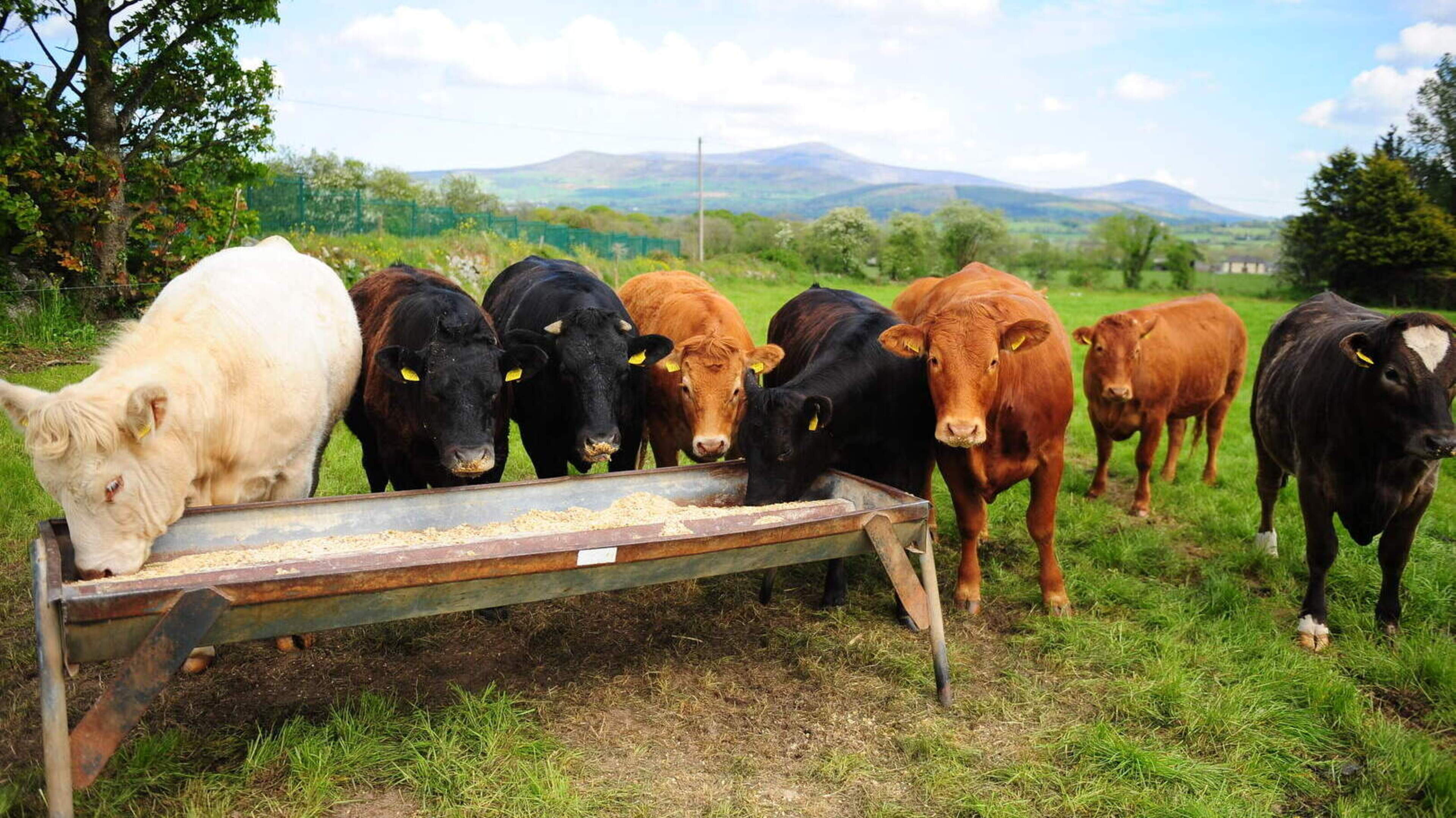 14 Cattle Die Due to Water Disconnection