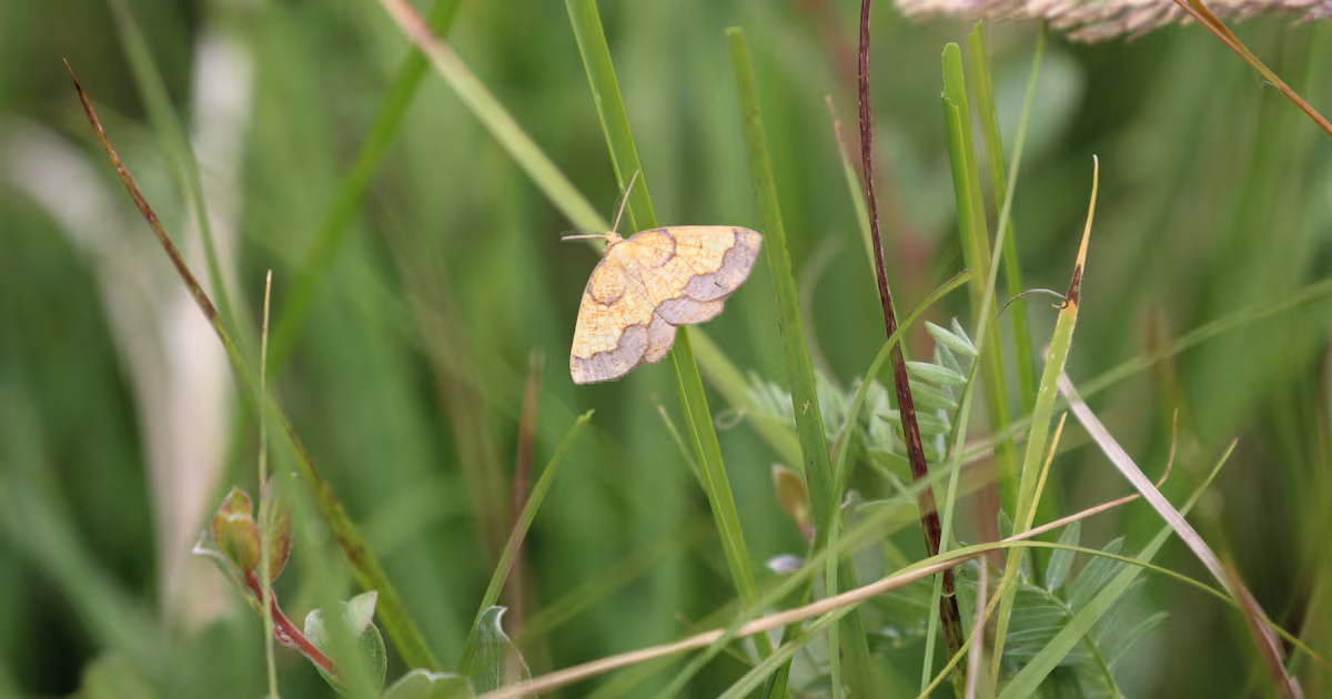 Rare Moth Population Discovered in England