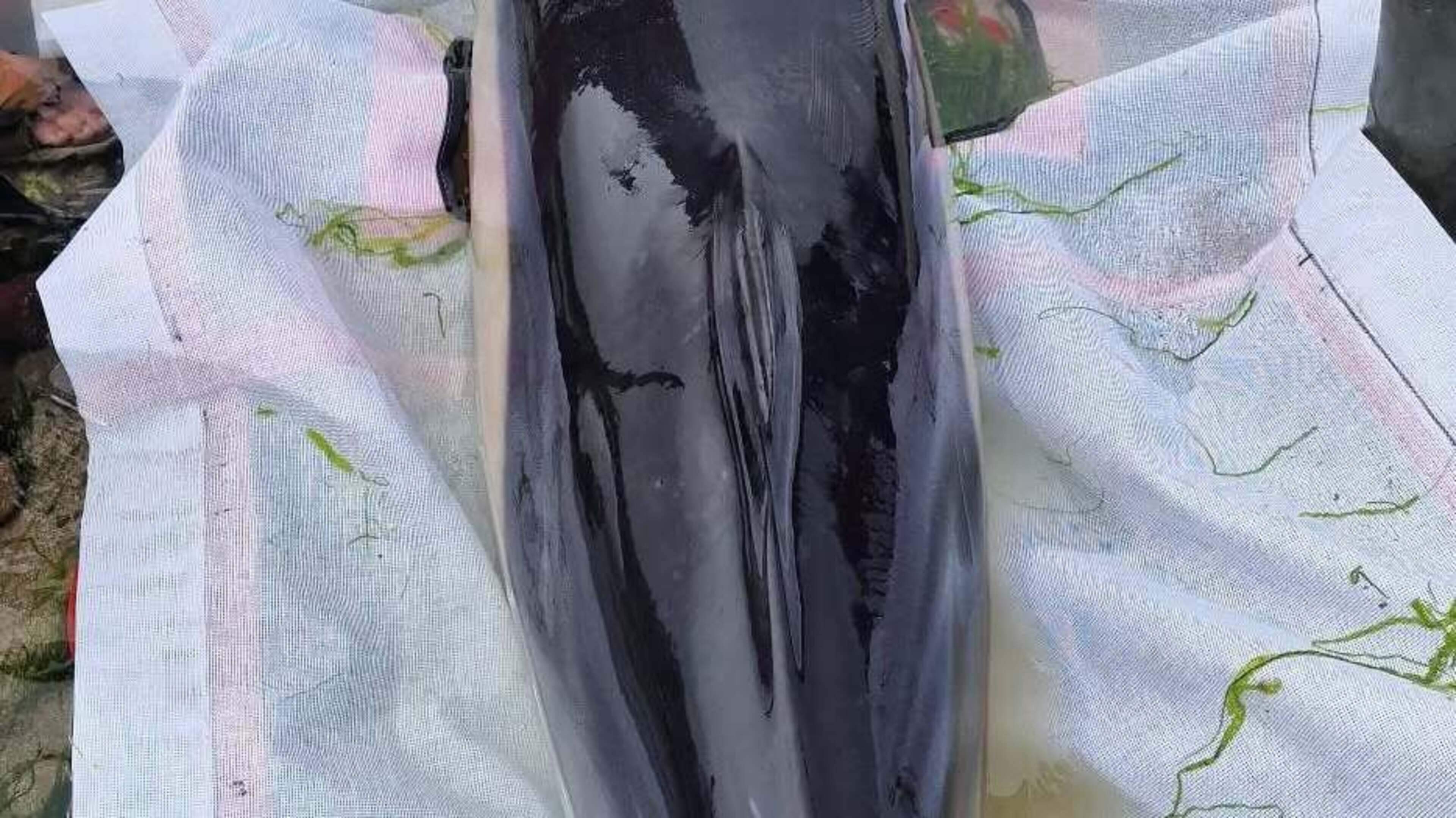 Rescue Operation Saves 12 Dolphins in West Kerry