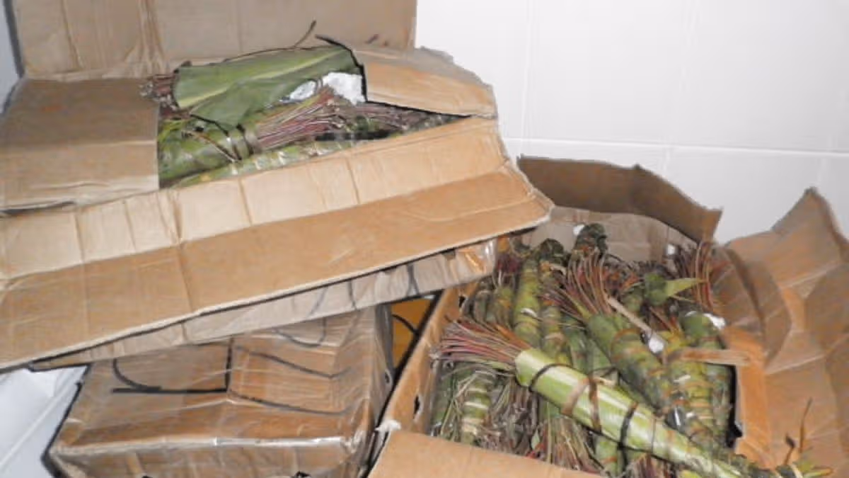Garda Stats Show Surge in Drug Smuggling