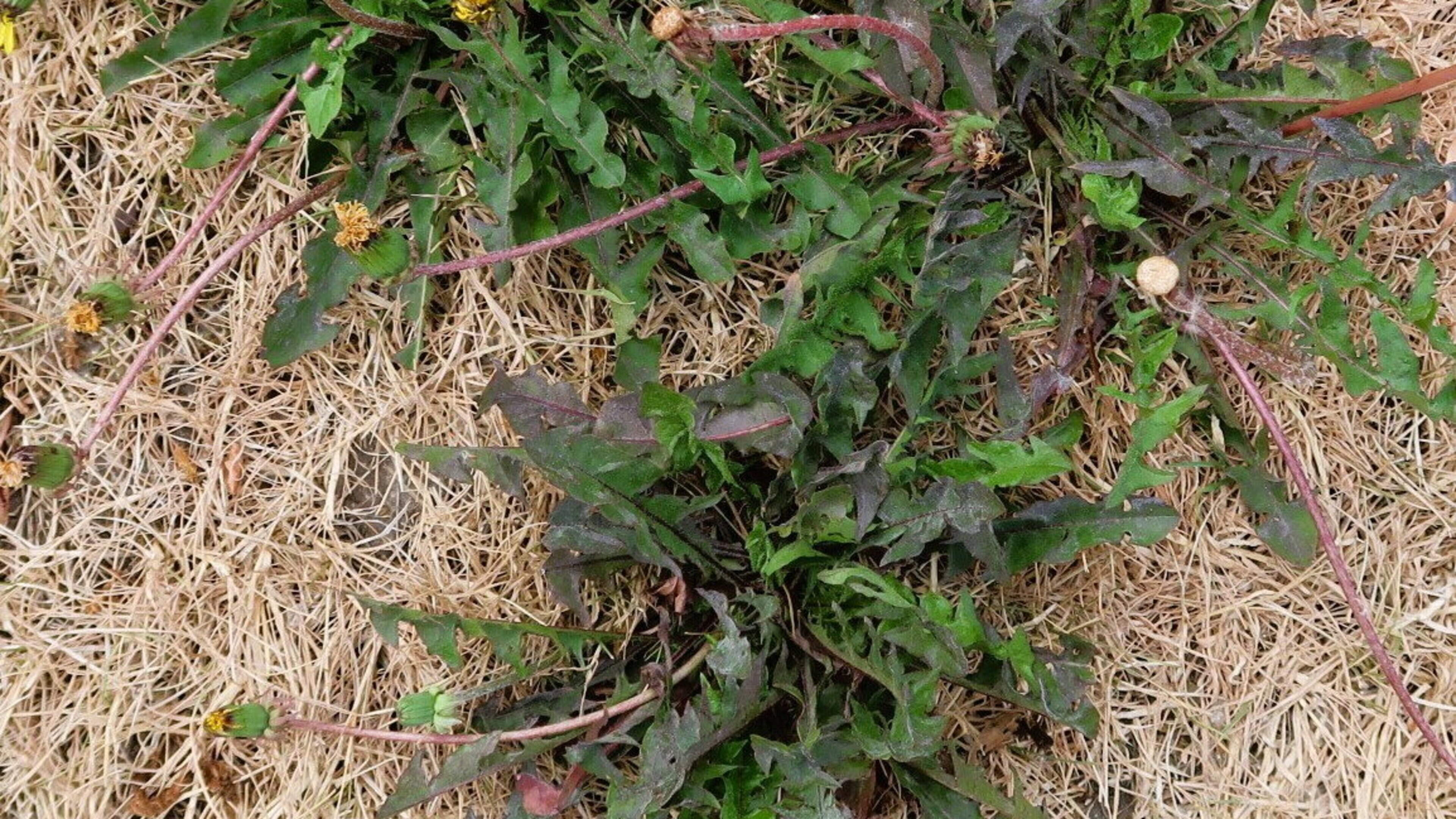 Plants Adapt Root Systems for Water Access